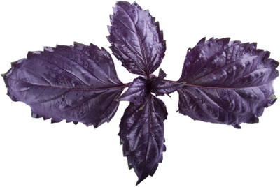 Qualtivate TLX-24 Purple Ruffles Basil Seeds Seed(1000 per packet)