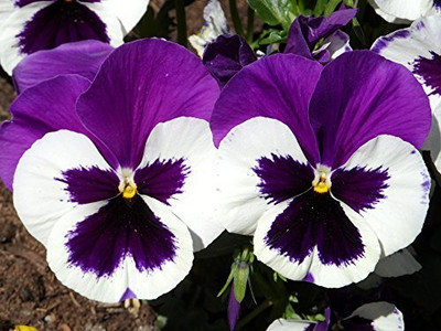 BDSresolve Penji flower seeds PACK OF 50 Seed(50 per packet)