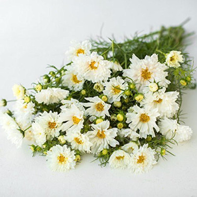 CYBEXIS LXI-5 - Cosmos Snow Puff - (30 Seeds) Seed(30 per packet)
