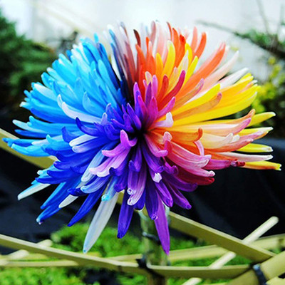 CYBEXIS LX-13 - Rainbow Chrysanthemum - (30 Seeds) Seed(30 per packet)