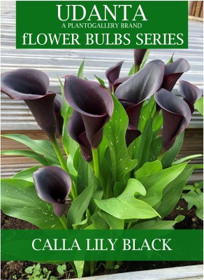 Udanta Calla Lily Flower Bulbs For Gardening - Set Of 5pcs (Black) Seed(5 per packet)