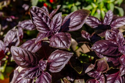 Flipkart SmartBuy Basil Purple Herb Plant Seed(20 per packet)