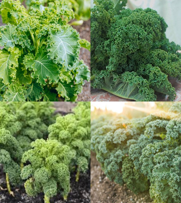 ibains Kale seeds sprouts organic bij 16 Seed(16 per packet)