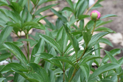 XOLDAA balsam frower Seed(15 per packet)