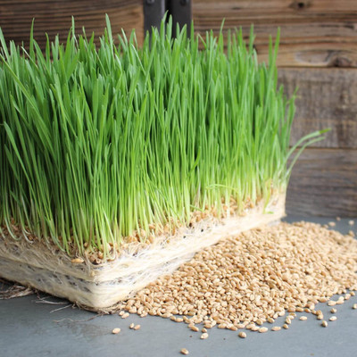 Biosnyg Organic Hard Red Wheatgrass Seeds Ideal for Juicing & Microgreens-(5000 Seeds) Seed(5000 per packet)