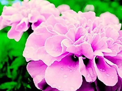 CYBEXIS NBIR-76 - Pink Color French Marigold - (2250 Seeds) Seed(2250 per packet)