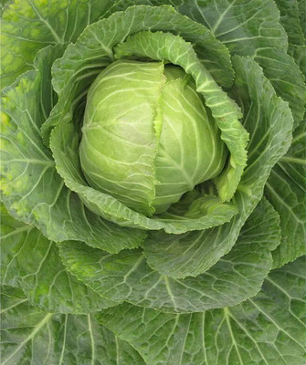 Quentova Green Cabbage-VXL Seed(75 per packet)