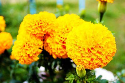 agrilabh marigold,gende ka phool seeds Seed(20 per packet)