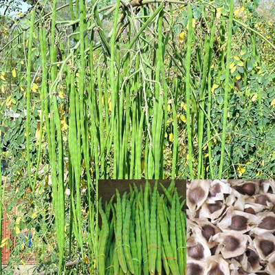 ibains Moringa seeds odc Seed(64 per packet)