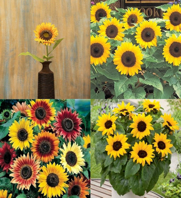 ibains hybrid sunflower seeds farming beez 57 Seed(57 per packet)