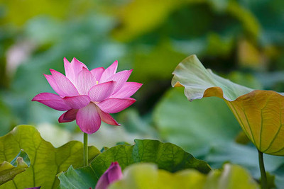Seedshub lotus,kamal gatta Seed(10 per packet)