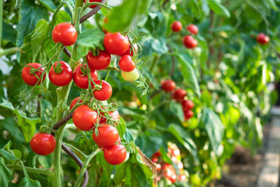 VEERAVI tomato Seed(35 per packet)