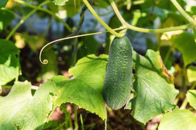 AFARTIOBINA 132 Pc Cucumber Seeds Seed(132 per packet)