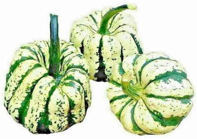 Farmonix SWEET SQUASH SPRING VEGETABLE TASTY SEEDS PUMPKIN TASTY Seed(2000 per packet)
