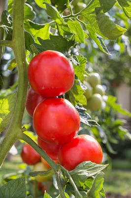 madrid tomato Seed(30 per packet)