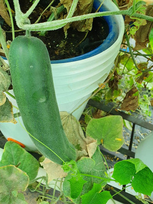 Qualtivate PUA-3A F1 Hybrid Cucumber SEEDS Seed(300 per packet)