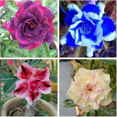 CRGO ADENIUM Seed(70 per packet)