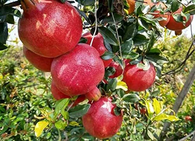 Qualtivate LX-73 Pomegranate Fruit Tree Seeds Seed(25 per packet)
