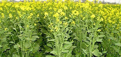 CYBEXIS XL-97 - Black Mustard Non GMO - (2250 Seeds) Seed(2250 per packet)