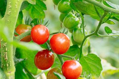 ratana halder tomato Seed(120 per packet)