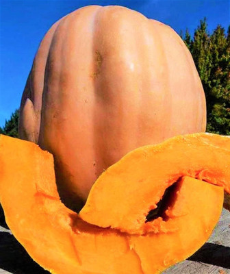 Qualtivate ICRA-7A Pumpkins Butternut Winter Squash Seed(50 per packet)
