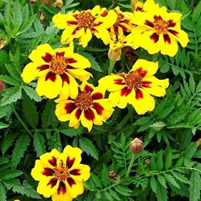 CYBEXIS PUAS-60 - Marigolds Tagetes Red Yellow - (750 Seeds) Seed(750 per packet)