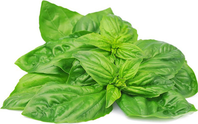 VibeX ® RXI-10 Nufar F1 Basil Seeds Seed(1000 per packet)