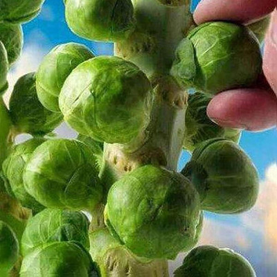 KNESSiN Brussels Sprout Seed(200 per packet)