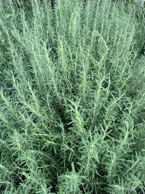Qualtivate LX-92 Heirloom Non-GMO Rosemary Seeds Seed(500 per packet)