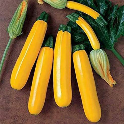 CYBEXIS VXI-70 - Zucchini Yellow - (75 Seeds) Seed(75 per packet)