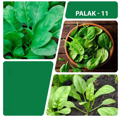 VibeX ® RXI-694 Spinach/Palak Vegetable Seeds Seed(500 per packet)