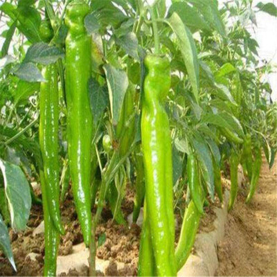 KNESSiN Chaotian Pepper Chilli Seed(200 per packet)