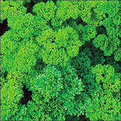 VibeX XL-97 - Parsley Moss Curled - (750 Seeds) Seed(750 per packet)