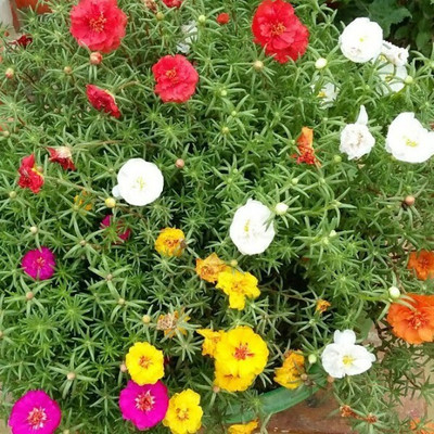 Quentova Portulaca, 9 O Clock Any Color Flower Plant-VIC-2C Seed(75 per packet)