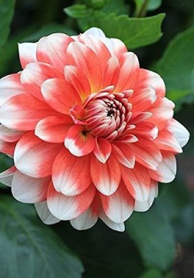 Aywal Dahlia Mixed Seeds Cactus Dwarf Rare Flower Seed(20 per packet)