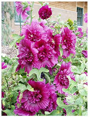 XOLDA Exotic holly hock Seed(48 per packet)