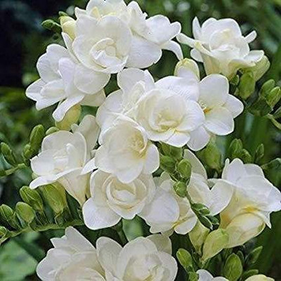 zabbus Freesia Flower Bulbs for Summer Season White Seed(2 per packet)
