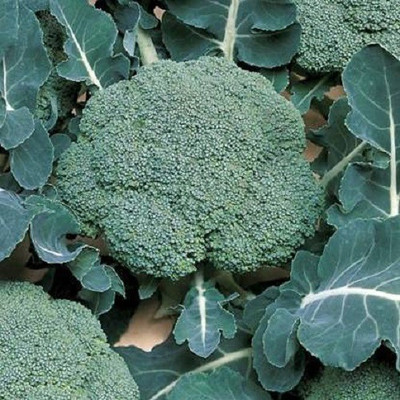 VibeX GBPUT-95 - Blue Wonder Broccoli - (1350 Seeds) Seed(1350 per packet)