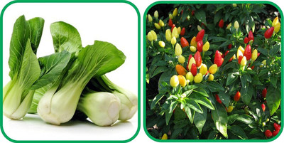 WILLVINE AGRI -IV Ornamental Chilli And Pak Choi[2.5gm, 500 Seeds] Seed(500 per packet)
