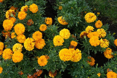 Profound marigold/gende ka phool flower seeds Seed(75 per packet)