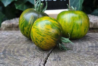 Qualtivate HYB-1A Tomato Green Zebra Seed(300 per packet)