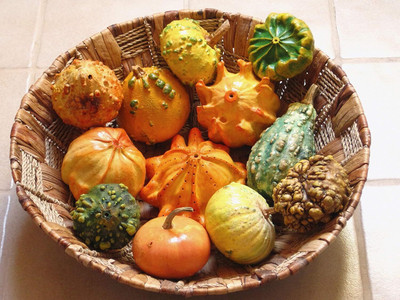 KNESSiN Early-Maturing Ornamental Pumpkin Mix (60 Seeds) Seed(60 per packet)