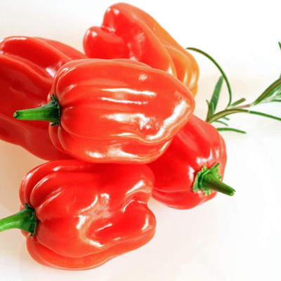 KNESSiN Disease-Resistant Scotch Bonnet Red Chilli Seeds For Gardening-(2400 Seeds) Seed(2400 per packet)