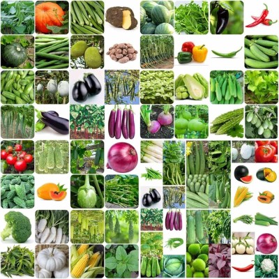 ibains Vegetable seeds combo pack Seed(690 per packet)