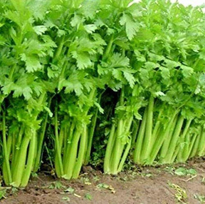 VibeX ® RXI-84 Tall Utah Celery Seeds Seed(500 per packet)