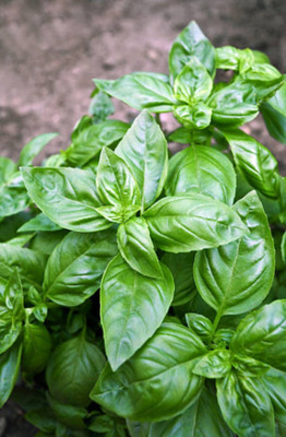 Quentova Italian Basil Herb-VIC Seed(300 per packet)