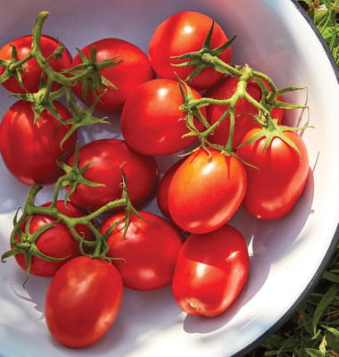 Biosnyg Fast Growing Tomato Roma Vegetable Seeds for Kitchen Gardening - (1000 Seeds) Seed(1000 per packet)