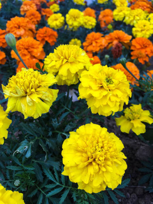 SRK Shree Radha Krishna marigold,gende ka phool Seed(30 per packet)