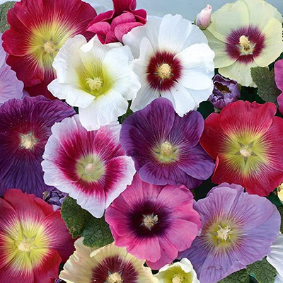 Aywal Hollyhock Hybrid Seed(100 per packet)