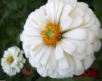 Qualtivate XLL-88 Zinnia Elegans 'WHITE' Seed(25 per packet)